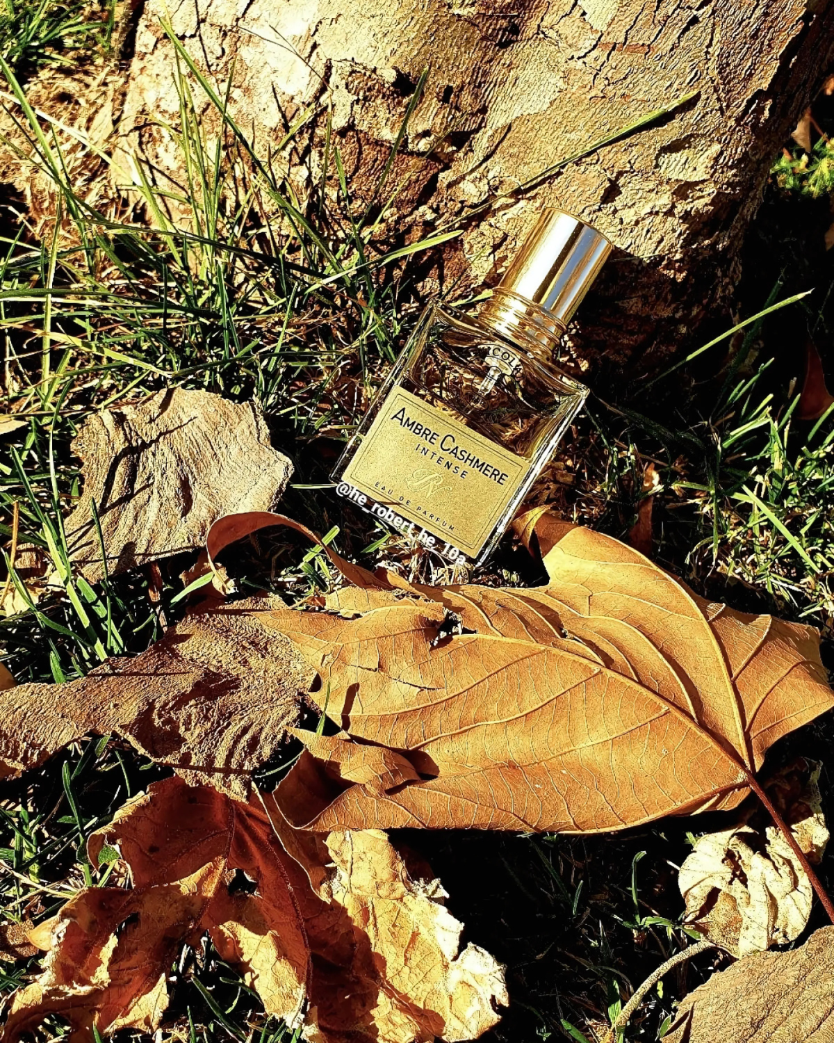 نيكولاي أمبر كشمير إنتنس