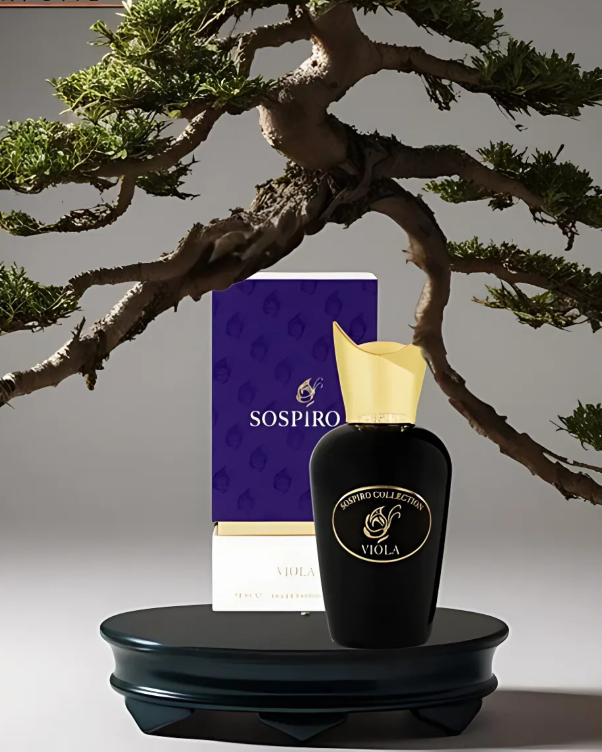 سوسبيرو فيولا