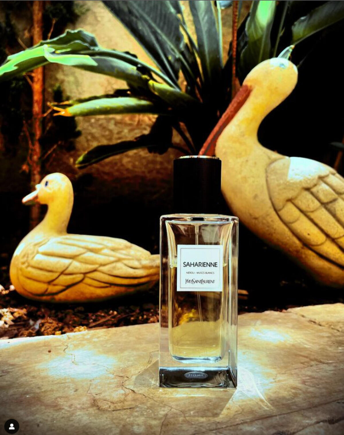 YSL Saharienne